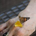 butterfly with orange on hand