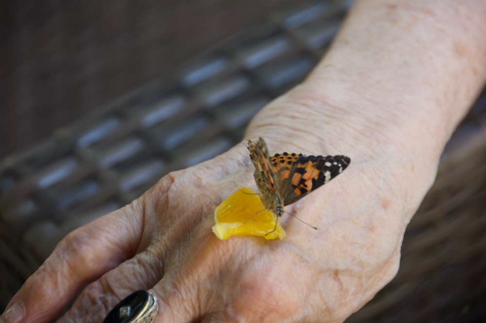butterfly with orange on hand