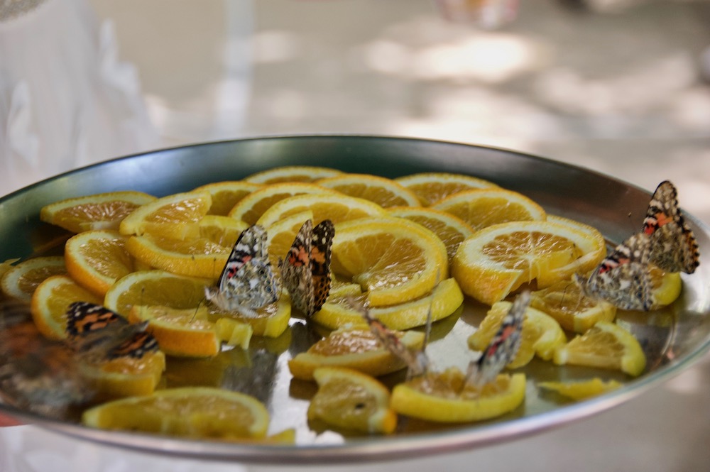 tray of orange slices with butterflies