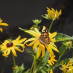 butterfly on yellow flower