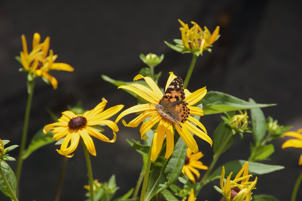 butterfly on yellow flower