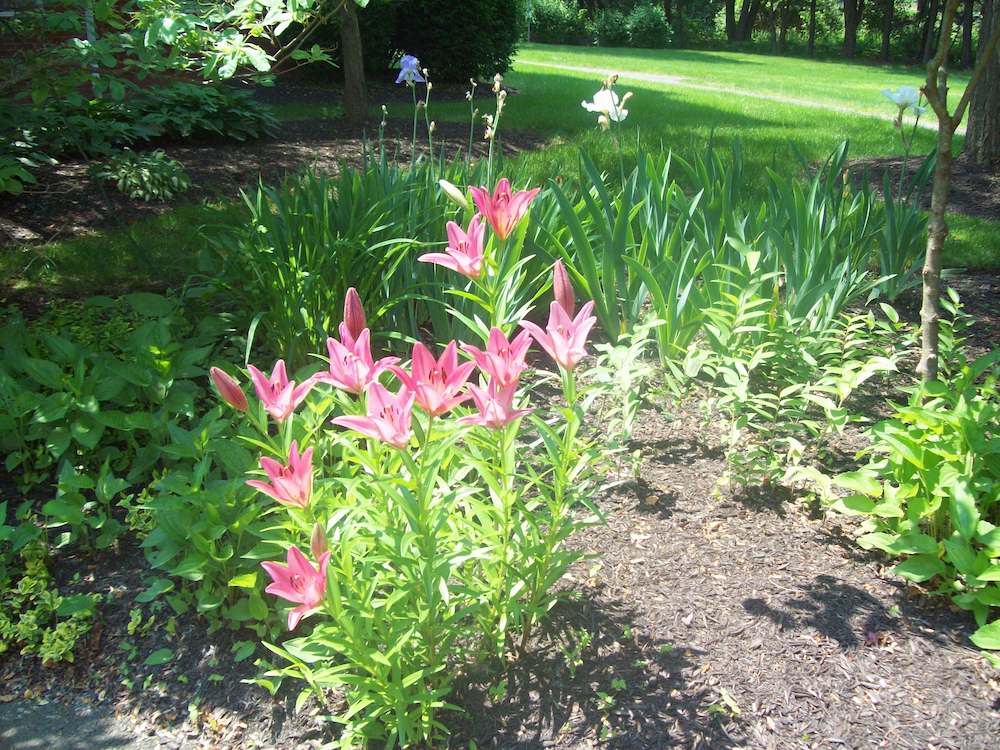 pink flowers at arbors garden