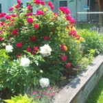 pink and white flowers in garden