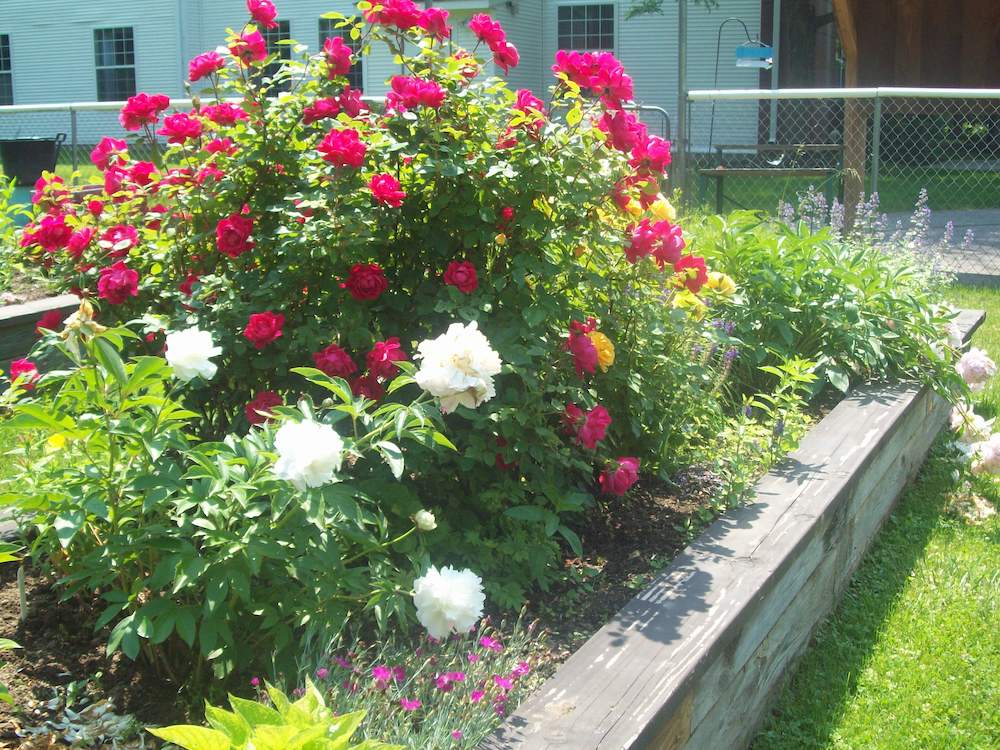 pink and white flowers in garden