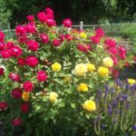 pink and yellow flowers in garden