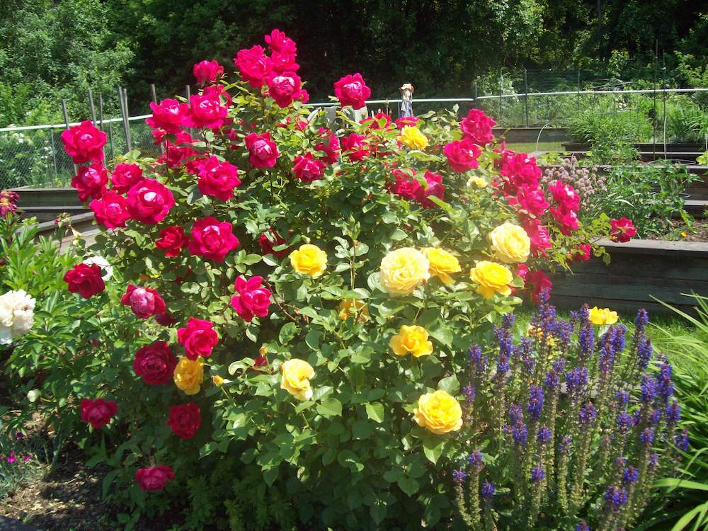 pink and yellow flowers in garden