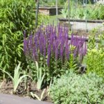 purple flowers in garden