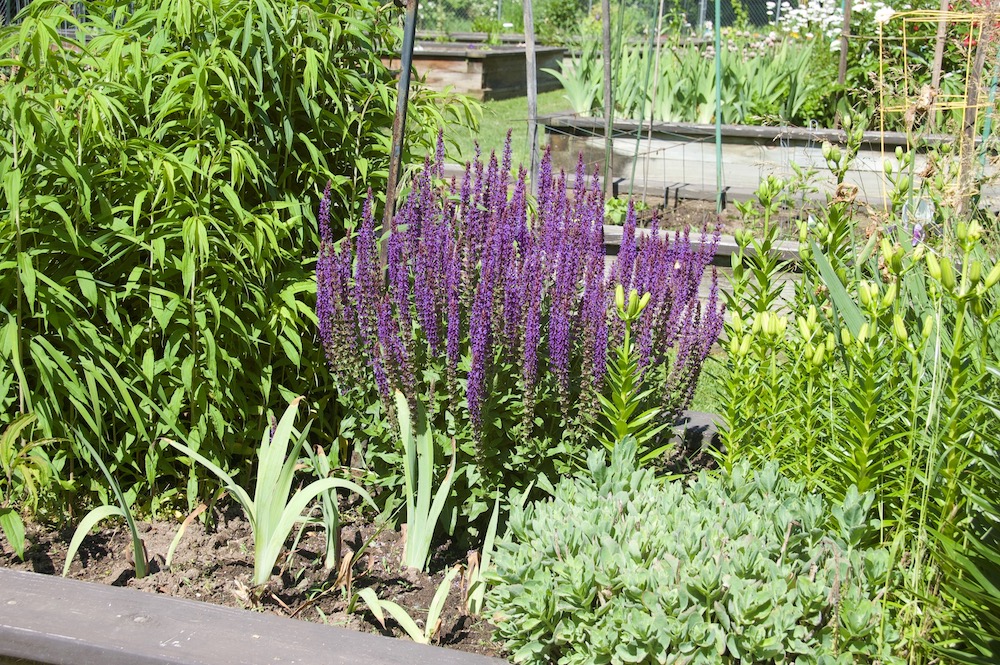 purple flowers in garden