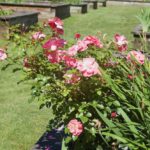 pink flowers in garden