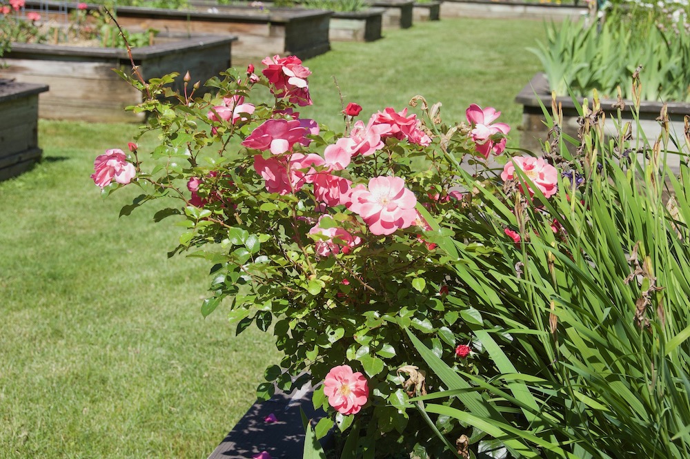 pink flowers in garden