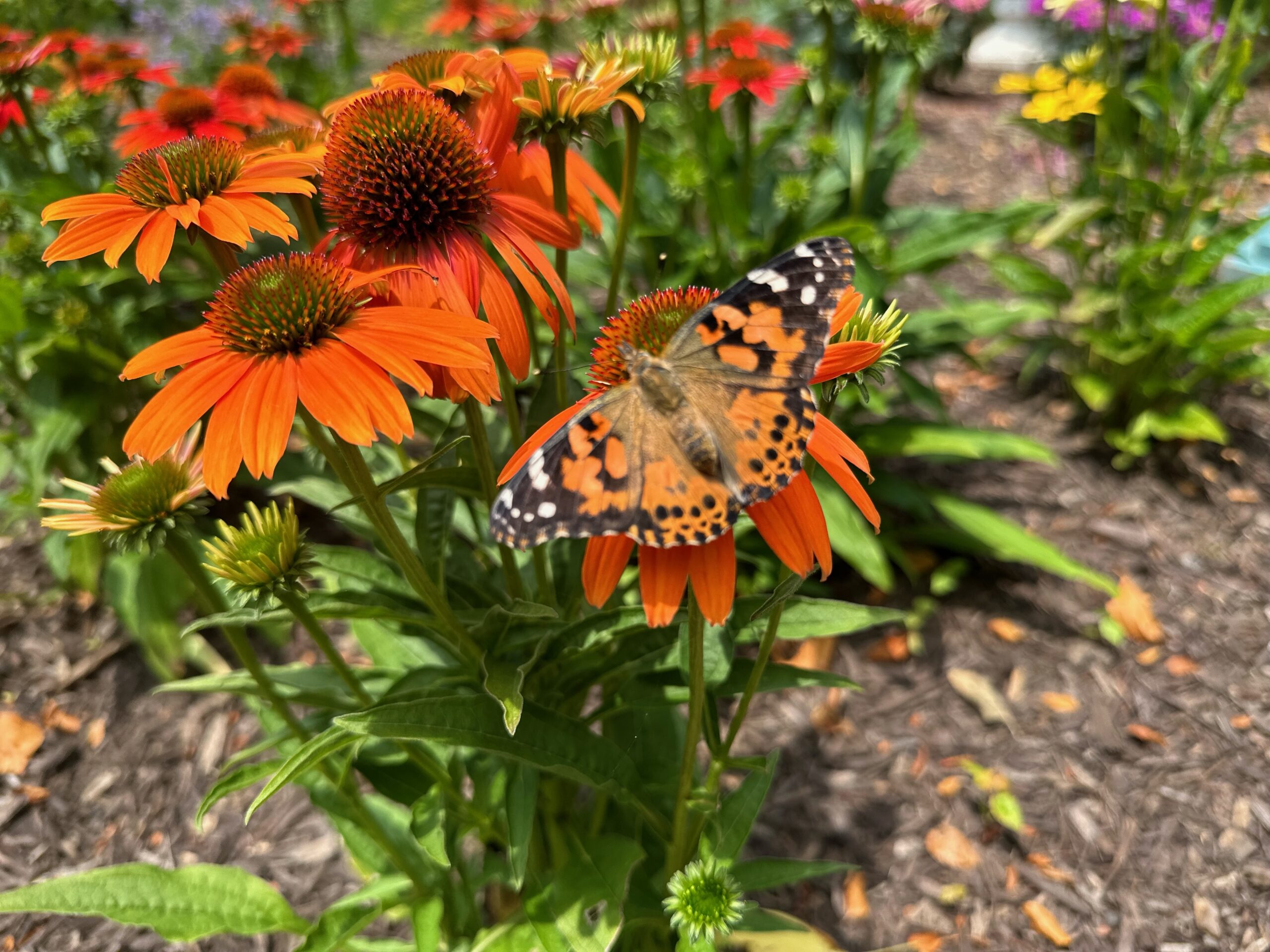 Butterfly Release 2023